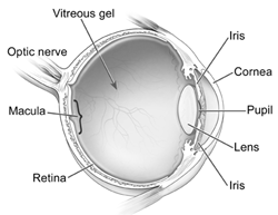 Image of the eye