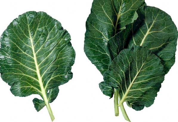 Three collard green leaves