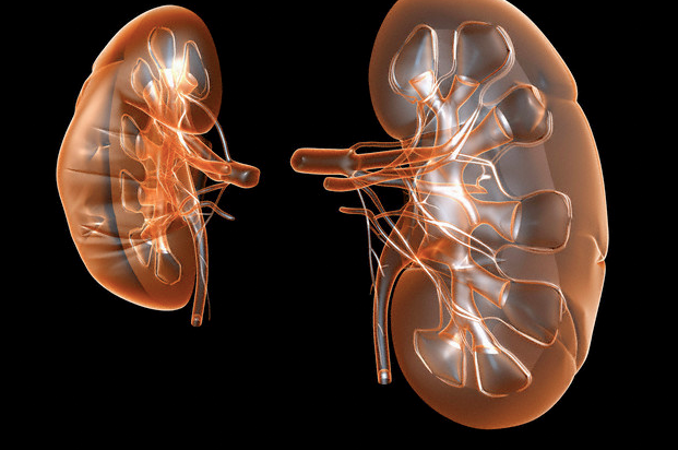 An illustration of two kidneys