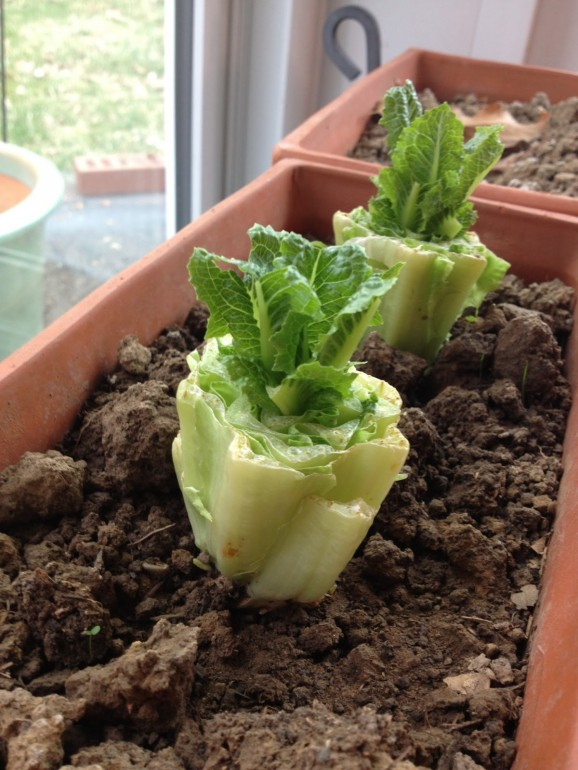 Romaine lettuce