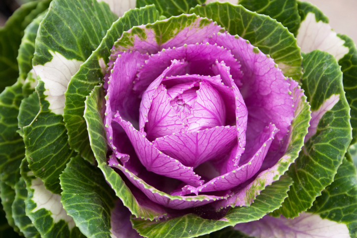 Purple Cabbage Vs. Green Cabbage