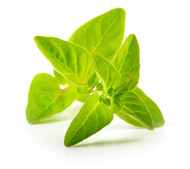 oregano plant