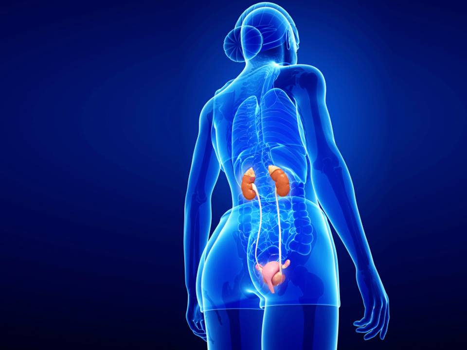 Kidney Cleanse