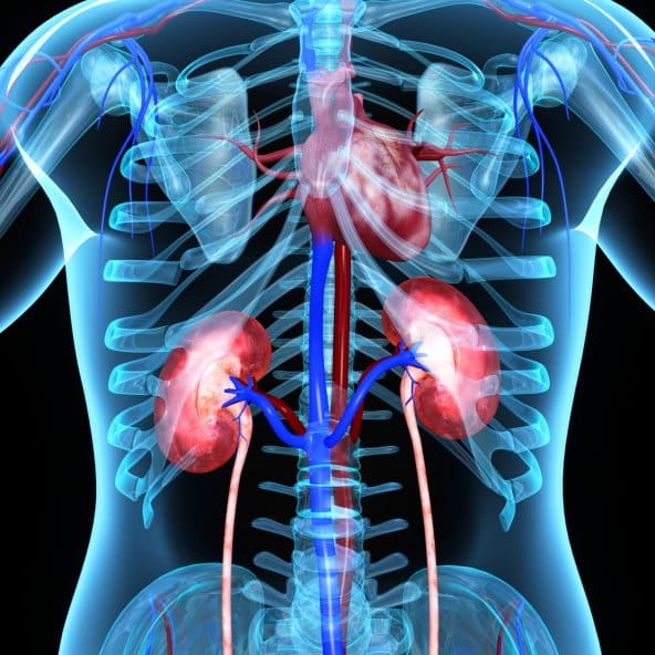 how-to-take-care-of-your-kidneys