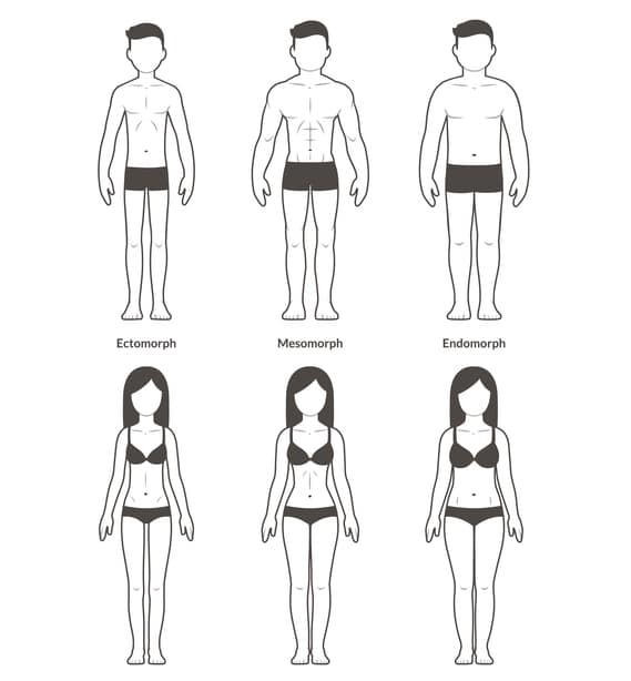 3 body types