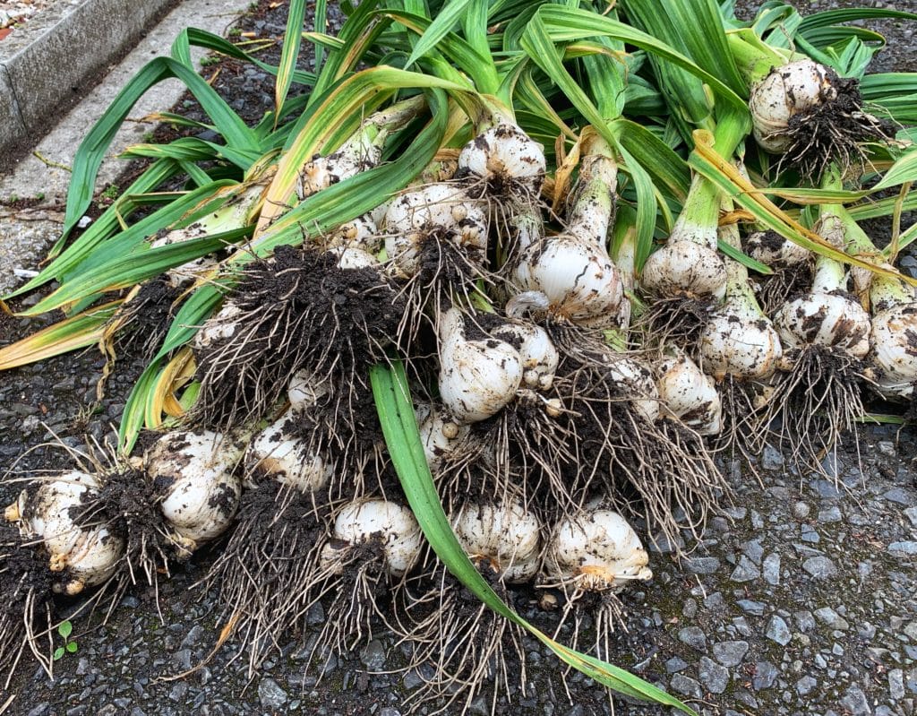 health benefits of eating raw garlic