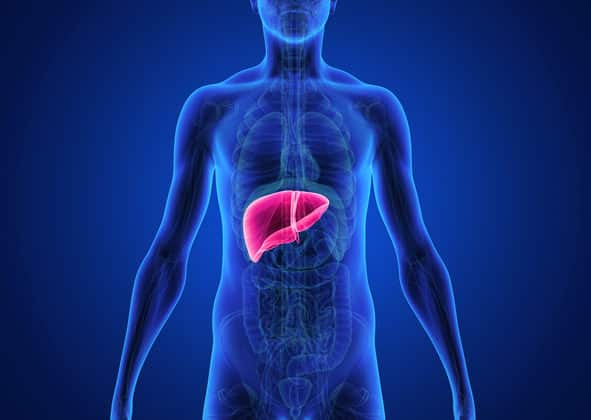 liver illustration