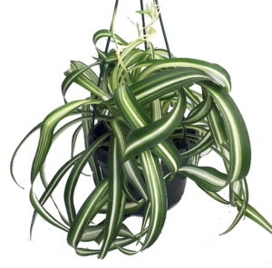 houseplants
