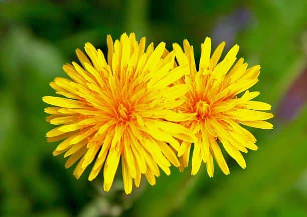 Dandelion Herb
