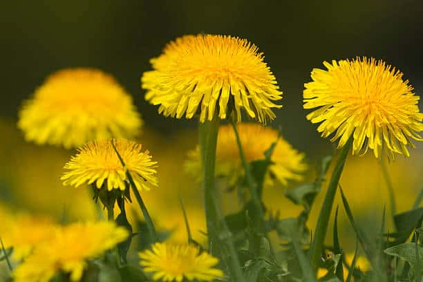 Dandelion Herb