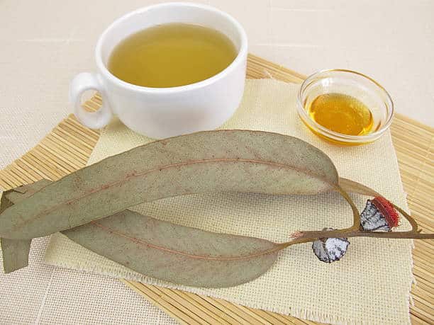 Eucalyptus tea for lungs