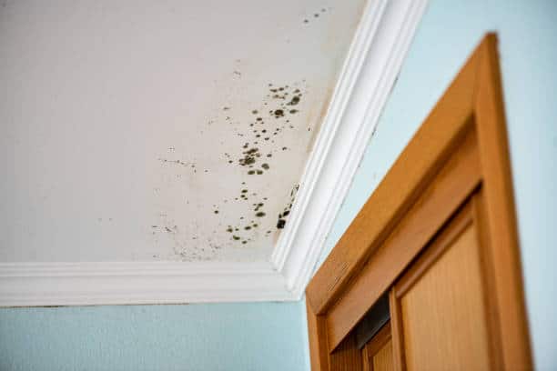 black mold