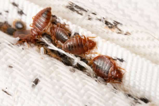 What Do Bed Bugs Look Like?