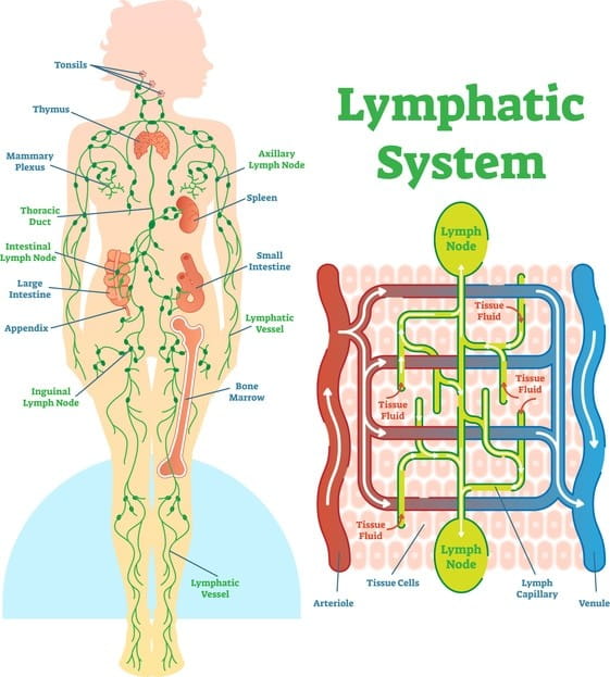 Lymphatic system 